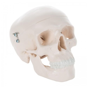 3-Part Mini Human Skull Model