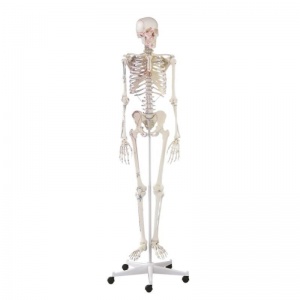 Erler-Zimmer Arnold Life-Size Model Skeleton with Muscles Labelled
