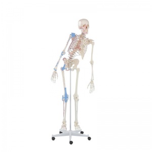 Erler-Zimmer ''Max'' Flexible Skeleton Model with Muscle Markings