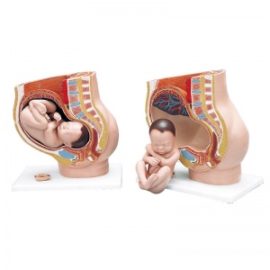 3-Part Pregnancy Pelvis Model