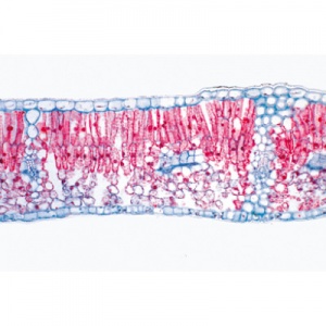 3B Angiospermae Leafs Microscope Slides