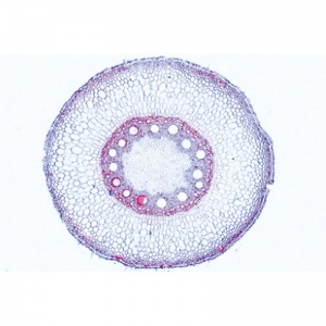 3B Angiospermae Roots Microscopic Slides