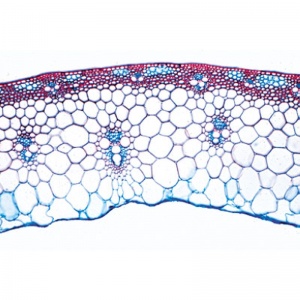 3B Angiospermae Stems Microscopic Slides