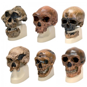 Anthropological Skull Model Set
