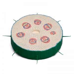 Stem Cross Section of Creeping Buttercup (Ranunculus repens) Model