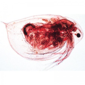 3B Crustacea Microscopic Slides