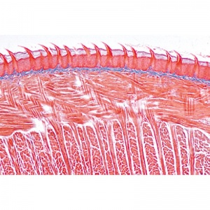 3B Digestive System Microscopic Slides