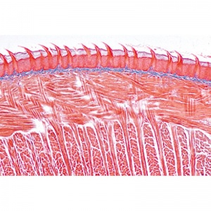 3B Digestive System Microscopic Slides