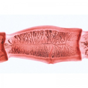 3B Genetics, Reproduction and Embryology Microscopic Slides