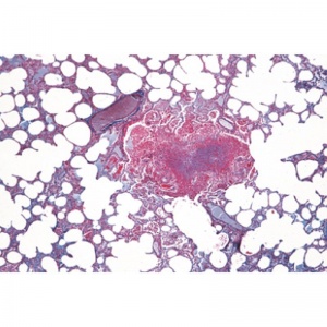 3B Histology of Mammalia Microscopic Slides