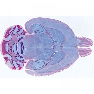 3B Histology of Mammalia (Supplementary Set) Microscopic Slides