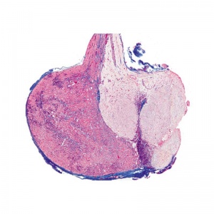 3B Hormone Organs and Hormone Functions Microscopic Slides