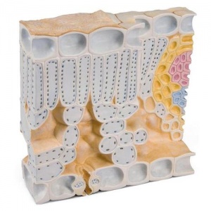 Leaf Cross Section of Beech (Fagus silvatica) Model