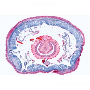 3B Life In The Soil Microscopic Slides