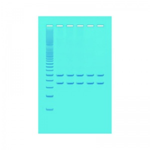 3B Mitochondrial DNA Analysis Using PCR Experiment