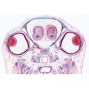 3B Organs of Sense Microscopic Slides