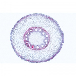 3B Phanerogamae Elementary Kit Microscopic Slides