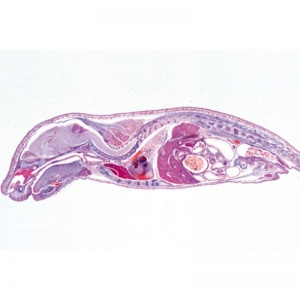 3B Pig Embryo Microscopic Slides