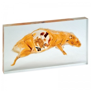Rat Plastinated Slice