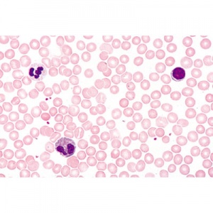 Respiratory and Circulatory System Microscope Slides