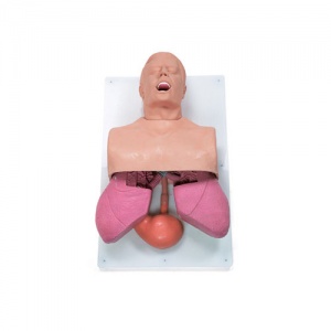 Adult Airway Management Trainer