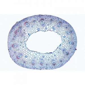 Arrangement and Types of Vascular Bundles Microscope Slides