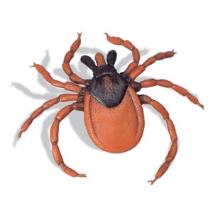 Castor Bean Tick (Ixodes ricinus) Model