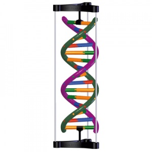 DNA Double Helix Model Student Kit