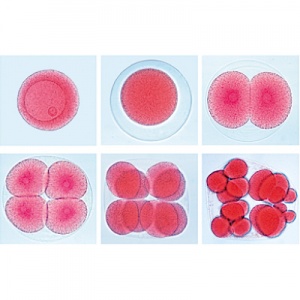 Genetic Microscope Slides