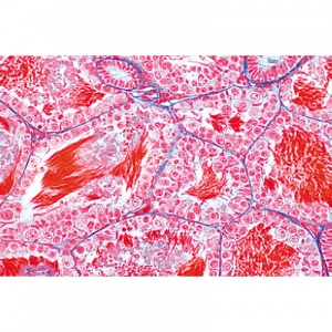 Animal Cell Microscope Slides