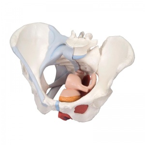 4-Part Female Pelvis Model