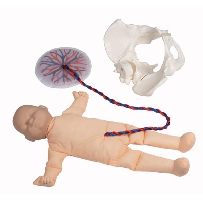 Erler-Zimmer Female Pelvis Model with Foetus Doll and Placenta