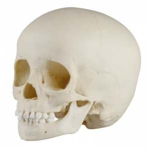 Erler Zimmer Infant Skull Model (3-Year Old)