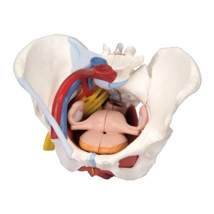 6-Part Female Pelvis Model