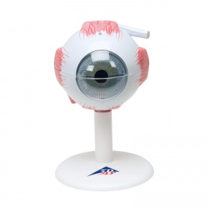 6 Piece Model of a Human Eye