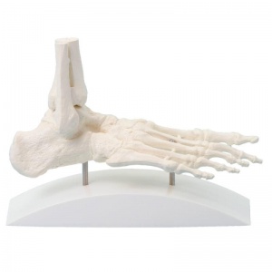 Erler-Zimmer One Piece Skeleton Foot Model with Stand