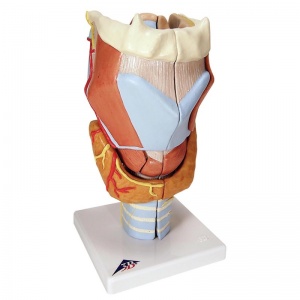 7-Part Larynx Model (2 Times Full-Size)