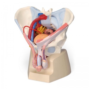 7-Part Male Pelvis Model