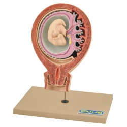 Model: Human Foetus