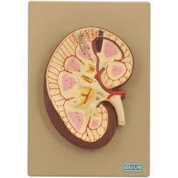 Model: Kidney Section 3 x Full Size