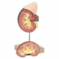 Model: Kidney with Adrenal Gland 2 Parts