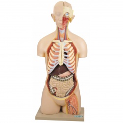 Model: Torso Life Size with Head, 10 Parts