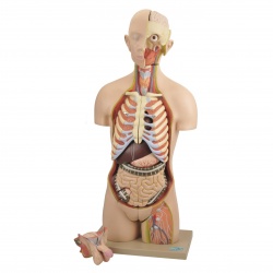 Model: Torso Interchangeable Sex Organs, 14 Parts