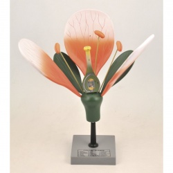 Model: Typical Flower, Large Size on Base