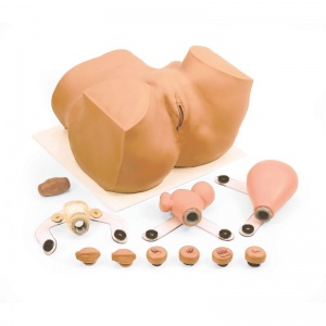 EVA Gynaecological Trainer