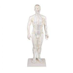 Erler-Zimmer Chinese Acupuncture Model (Male Figure)