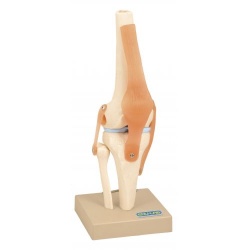 The Knee Joint Chart - LabWorld.co.uk