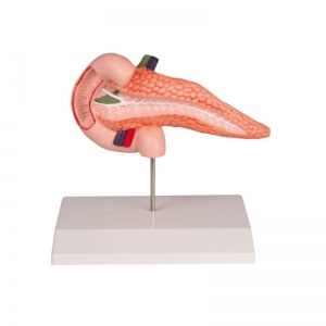 Erler-Zimmer Life-Size Pancreas and Duodenum Model