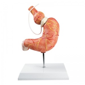 Erler-Zimmer Stomach Anatomy Model with Gastric Band