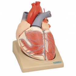 Heart Model - LabWorld.co.uk